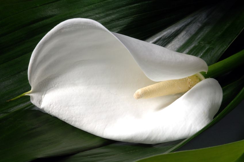 White Lily